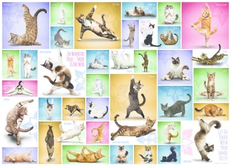 :) - cat, collage, yoga, pisici, funny, gymn