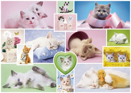 Kittens - kitten, blue, green, collage, pisici, pink, cat