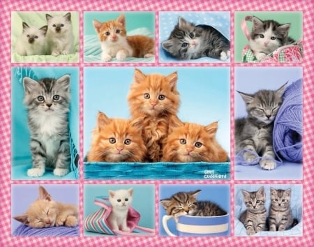 Kittens - kitten, blue, collage, pisici, pink, cat