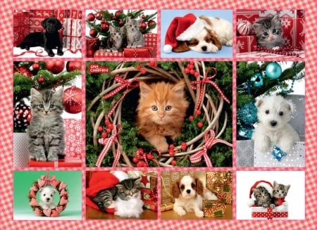 Christmas collage - craciun, puppy, collage, cat, pisici, christmas, kitten, caine, dog