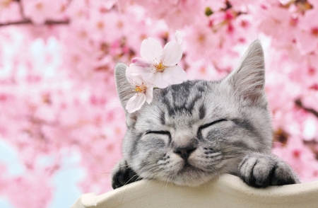 :) - paw, cat, pisici, by beverly, spring, kitten, sleep, sakura, pink, cute