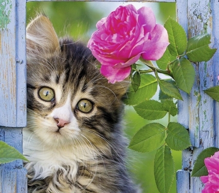 Kitten - kitten, blue, green, cute, pisici, fence, pink, cat