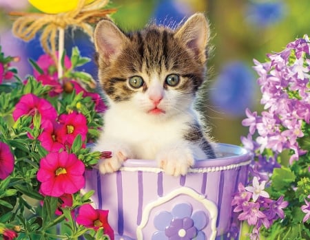 Kitten - cat, pink, blue, pisici, garden, cute, flower, kitten