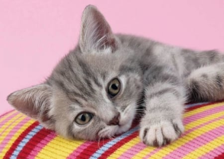 Kitten - grey, kitten, paw, pisici, pink, cat