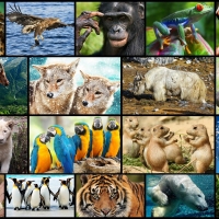 Animals