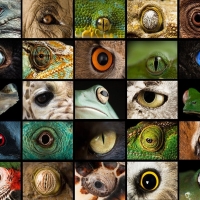 Animal eyes