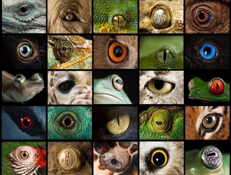 Animal eyes - animal, ochi, eye, collage