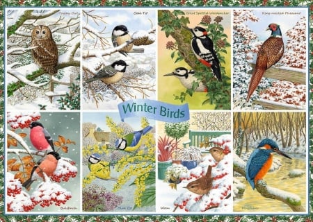 Winter birds - bird, pasari, winter, season, collage