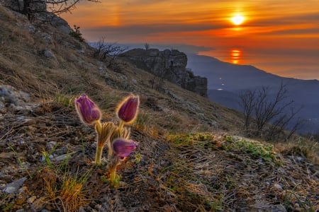 Dawn on Demerdzhi - valley, beautiful, wildflowers, hills, sky, view, mountain, sunrise, dawn