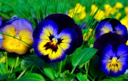 Pansies