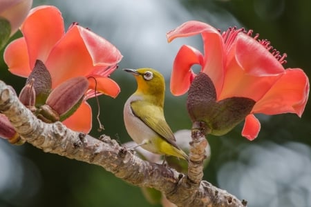 Little bird - cotten tree, tropics, bird, branch