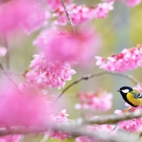 Great Tit