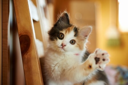 Hi, guys! - paw, cat, pisici, animal, cute, kitten