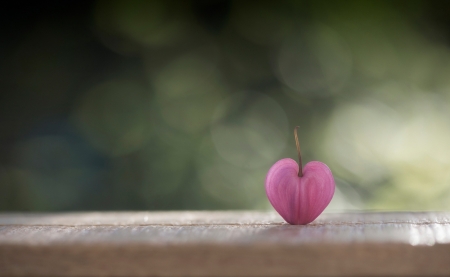 â™¥ - bokeh, pink, heart, valentine, leaf