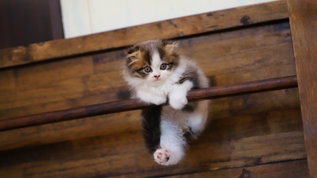 :) - kitten, paw, wood, brown, cute, pisici, cat