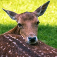 Deer