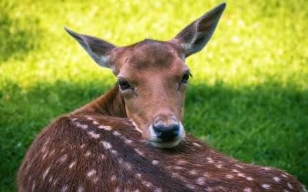 Deer - caprioara, animal, deer, green, brown