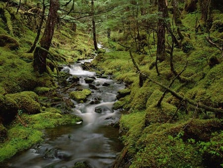 wallpaper q - lake, nature, woods