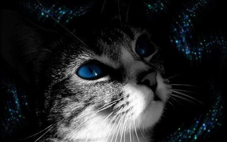 Dreaming - cat, dreaming, kitten, blue eyes