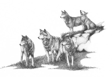 wolf pack - pack, wolf