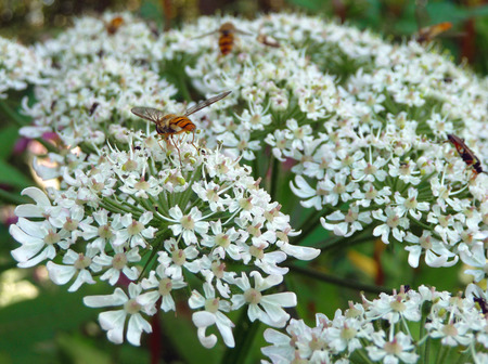 Summer - flower, bug, nature