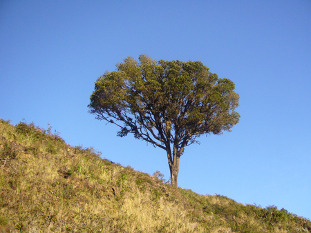 lonely and sad tree - lonely, sad, tree