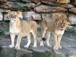 Lionesses