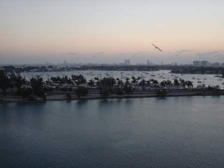 The Low High Flyer - bird, sunset, miami, dusk, ocean, sky