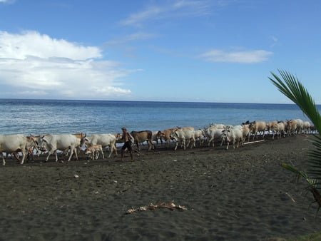 cows @ sea - philippines, from the mountain place of lamidan