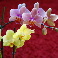 orchids wallpaper  00687. jpg