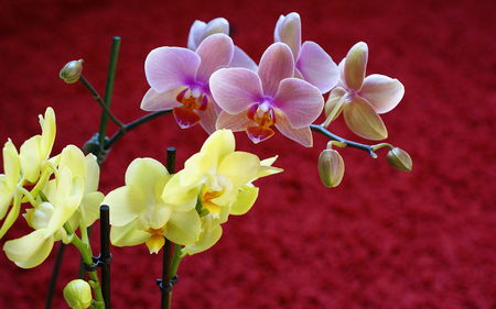 orchids wallpaper  00687. jpg - flowers, yellow, orchids, pink