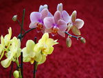 orchids wallpaper  00687. jpg