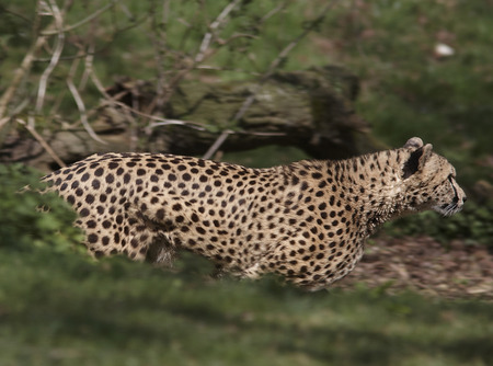 the stalker - zoo, marwell, large cat