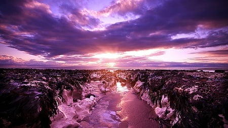 Resting Seaweeds From Sunset - warm, awesome, amazing, beauty, lovely, cool, fascinating