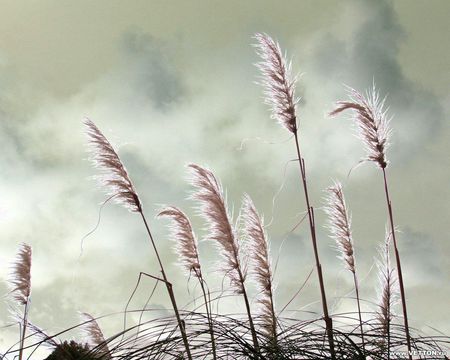 LALANG GRASS - lalang, nature, grass