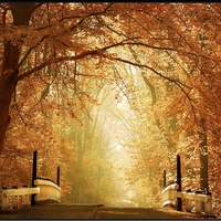 autumn bridge