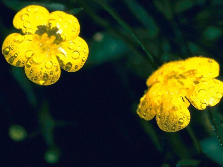 yellow flower - women, cartoon, water, heart, colour, road, love, fentasy, animal, funny, red, cute, 3d, romence, hearts