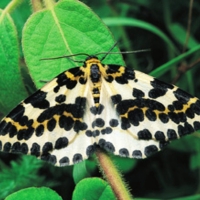 Rare Pepper Moth In England