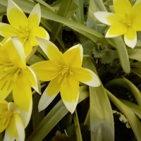 Beautiful yellow spring flowers