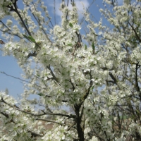 Spring plum blossom