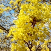 Spring maple blossom