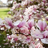 Magnolia Tree