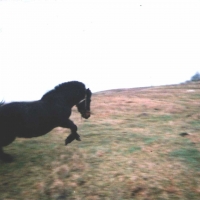 Black runing horse