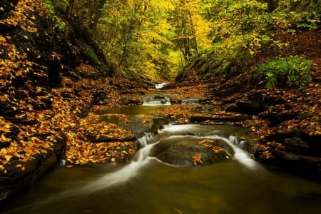 In the forest - forest, water, tree, freash