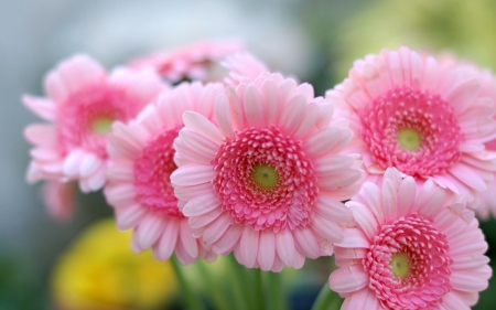 Pink - garden, flower, pink, beautiful