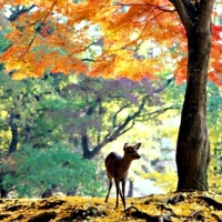 Deer In Autumn Forest