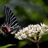 Rare Orexdangered Butterflies