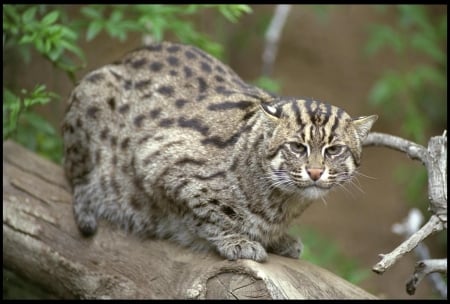 Bobcat - Wild Cat Species, Wild Cats, Bobcat, Wildlife