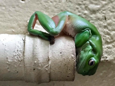 HELLO DOWN THERE - big, green, image, frog