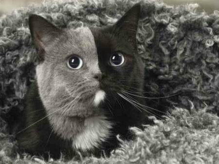 TWO TONED CAT - toned, image, two, cat